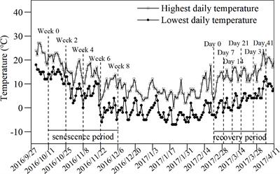 Substance accumulation of a wetland plant, Leersia japonica, during senescence in the Yihe and Shuhe River Basin, North China